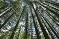 Pine Forest near Dalhousie Royalty Free Stock Photo