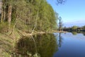 Pine forest near the lake in the early morning. Spring. Royalty Free Stock Photo