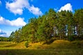 Pine forest near Tarusa town, Russia Royalty Free Stock Photo