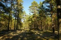 Pine forest at noon