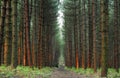 Pine forest in Notinghamshire Royalty Free Stock Photo