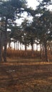 Pine forest