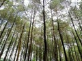 Pine forest pacet Royalty Free Stock Photo