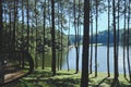 pine forest at Pang Tong Under Royal Forest Park Royalty Free Stock Photo