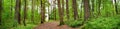 Pine forest panorama