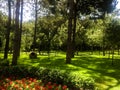 Pine forest panorama in summer Royalty Free Stock Photo