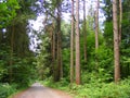 Magical pine forest, Panorama of the summer forest with a path Royalty Free Stock Photo