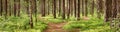 Pine forest panorama Royalty Free Stock Photo
