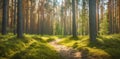 Pine forest panorama in summer. Pathway in the park. Banner for ecology and environment. Web nature banner, spring and summer Royalty Free Stock Photo