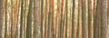 Pine forest panorama Royalty Free Stock Photo