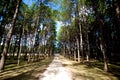 Pine Forest Royalty Free Stock Photo