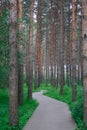 The pine forest path Royalty Free Stock Photo