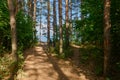 Pine forest with a path to the river Royalty Free Stock Photo