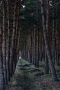 Pine forest path . natural . Royalty Free Stock Photo