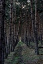 Pine forest path . natural . Royalty Free Stock Photo