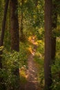 Pine forest path in spain Royalty Free Stock Photo