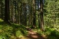 Pine forest path Royalty Free Stock Photo