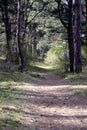 Pine forest path at summer Royalty Free Stock Photo