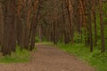 Pine forest path, summer time. Copy space. Royalty Free Stock Photo