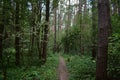 Pine forest. A path in a wooded area. Rowan bushes. Ferns. Green grass. Moss Royalty Free Stock Photo