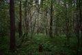 Pine forest. A path in a wooded area. Rowan bushes. Ferns. Green grass Royalty Free Stock Photo