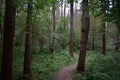 Pine forest. A path in a wooded area. Rowan bushes. Ferns. Green grass Royalty Free Stock Photo