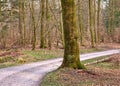 A pine forest with a pathway. An autumn landscape of tall tree trunks in the woods with a hiking trail or dirt road for Royalty Free Stock Photo