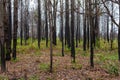 Pine forest Phu kradueng mountain in Loei in Thailand Resurrected