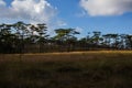 Pine forest at Phu Soi Dao