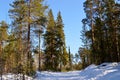 A pine forest.