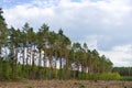 Pine forest. Poland Royalty Free Stock Photo