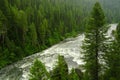 Pine Forest in Rain with Waterfall River Lush Green Flowing