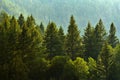 Pine Forest During Rainstorm Lush Trees Royalty Free Stock Photo