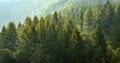 Pine Forest During Rainstorm Lush Trees Royalty Free Stock Photo