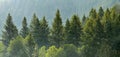 Pine Forest During Rainstorm Lush Trees Royalty Free Stock Photo