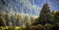 Pine Forest During Rainstorm Lush Trees