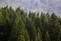 Pine Forest During Rainstorm Lush Trees Rain Storm Raindrops Drops Royalty Free Stock Photo