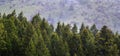 Pine Forest During Rainstorm Lush Trees Rain Storm Raindrops Drops Royalty Free Stock Photo