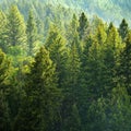 Pine Forest During Rainstorm Lush Trees Raindrops Falling Down Royalty Free Stock Photo