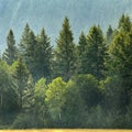 Pine Forest During Rainstorm Lush Trees Raindrops Falling Down Royalty Free Stock Photo