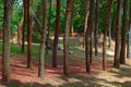 Pine Forest with red soil in Zinda Park, Bangladesh. The place is beautiful and suitable as a place for refreshing
