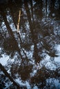 Pine forest reflected in a puddle.