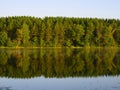 Pine forest reflection