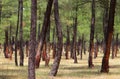 Pine forest resin extraction