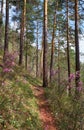 Pine forest with Rhododendron dauricum bushes with flowers popular names bagulnik, maralnik