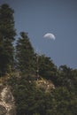 Pine forest and rising moon in the Indian Himalayas