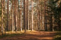 Pine forest and road. Summer sunny landscape