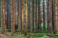 Pine forest in Perthshire Scotland