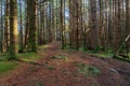 Pine forest in Perthshire Scotland Royalty Free Stock Photo
