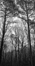 Pine Forest Sentinels North Carolina